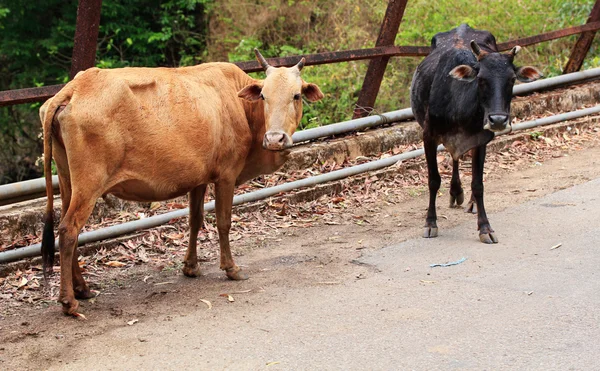 Two old and weak cows looking hungry, weak and unhealthy standin — Stock Photo, Image