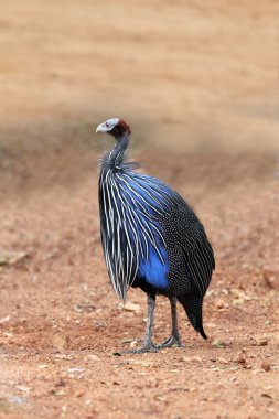 Güzel Afrika vulturine beçtavuğu miğferli portresi (fea olan