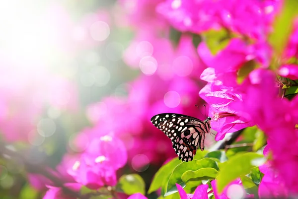 Majestätische Morgenszene mit Schmetterling, der sich vom Nektar eines Bou ernährt — Stockfoto