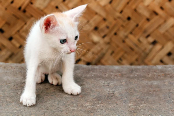 Beau chaton de couleur blanche regardant un insecte lointain — Photo