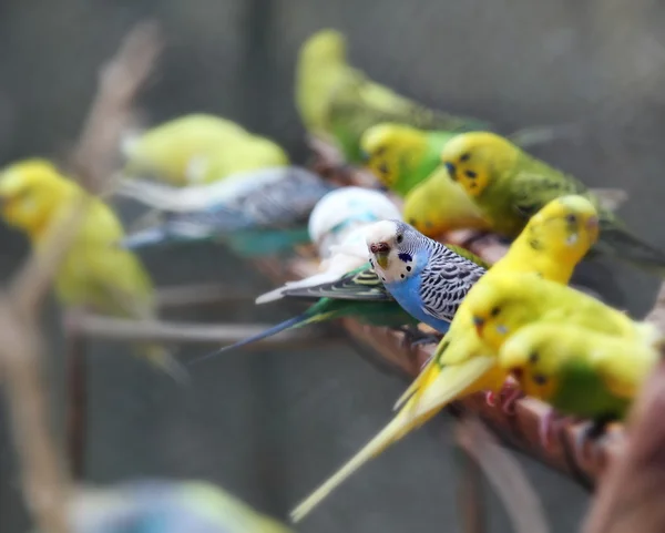 Lovebirds bonito, brincalhão e colorido (agapornis-fischeri) perc — Fotografia de Stock