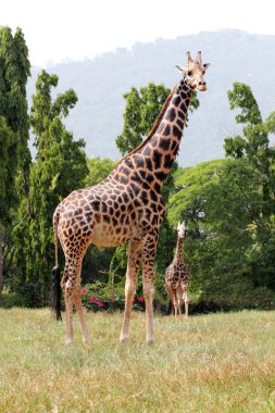 Two african origin giraffe standing in an enclosure at mysore zo clipart