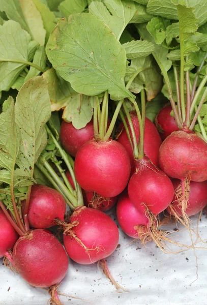 Fresh pink-red colored round radish heap collected from a organi