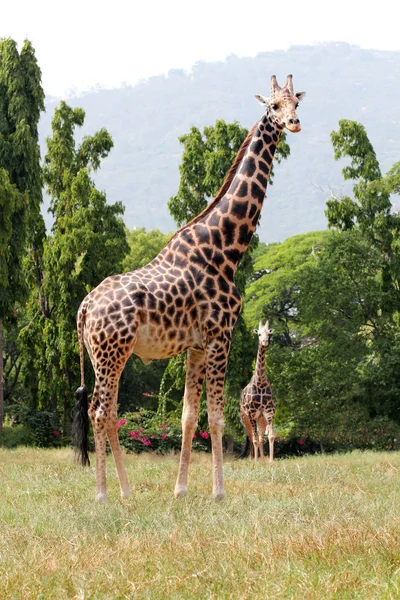 Two african origin giraffe standing in an enclosure at mysore zo — Stock Photo, Image