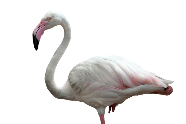 Foto de belo e gracioso pássaro flamingo também chamado phoeni — Fotografia de Stock