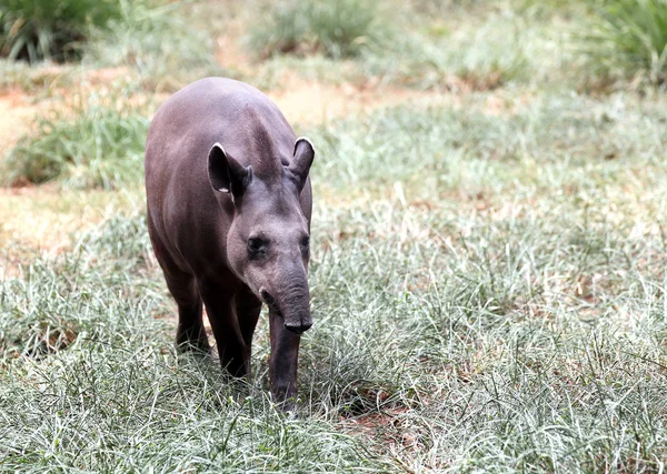 Baird's tapir walking through forest searching for food. This is — Stock Photo, Image