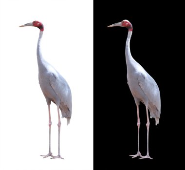 Beautiful sarus crane isolated on white with clipping path. Thes clipart