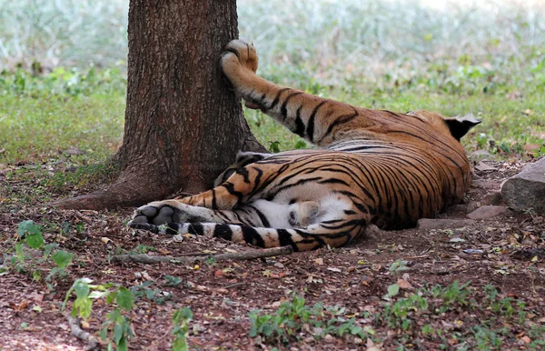 Majestätische & schöne königliche Bengal Tiger, die größte von — Stockfoto