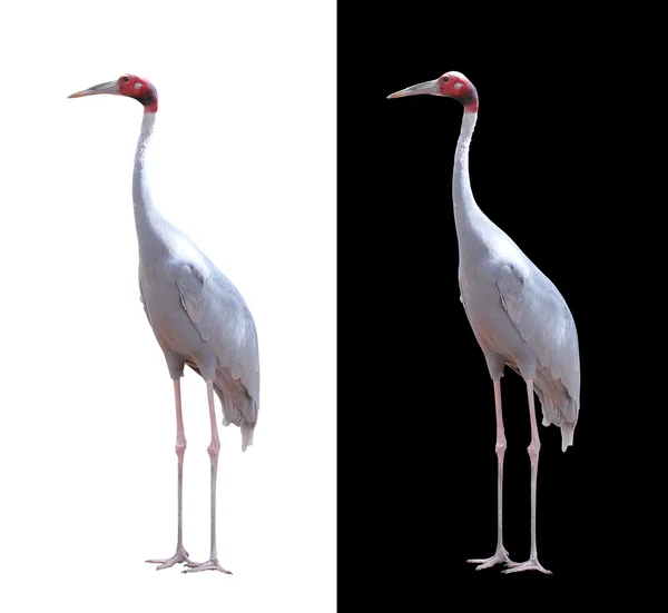 Beautiful sarus crane isolated on white with clipping path. Thes — Stock Photo, Image