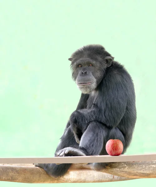 Smart intelligent chimpanzee sitting in relaxed mood and looking — Stock Photo, Image