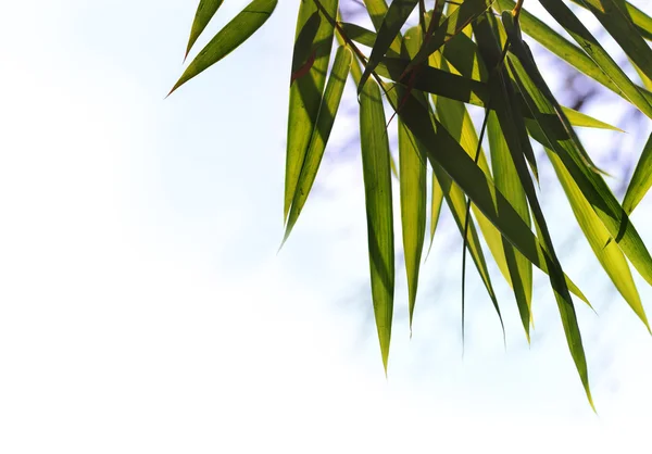 Beautiful spring time young and vibrant bamboo leaves in a garde — Stock Photo, Image