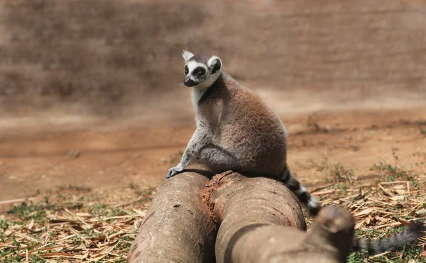 Photo of cute common brown lemur (Eulemur fulvus), or brown lemu — Stock Photo, Image