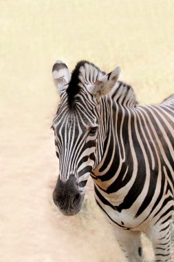 Afrika vahşi hayvan zebra'nın kendine özgü str gösterilen closeup karşı karşıya.