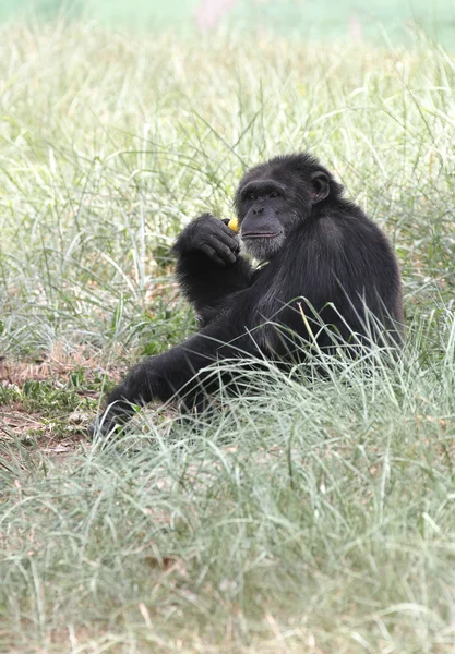 Intelligenter Schimpanse sitzt entspannt und spielt — Stockfoto