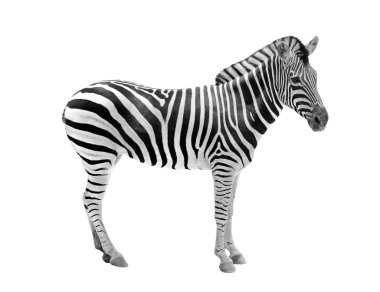 African wild animal zebra showing beautiful black & white stripe clipart