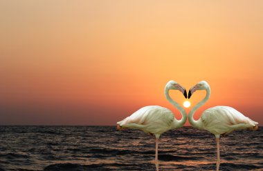 Beautiful and romantic flamingo couple enjoying together at a be clipart