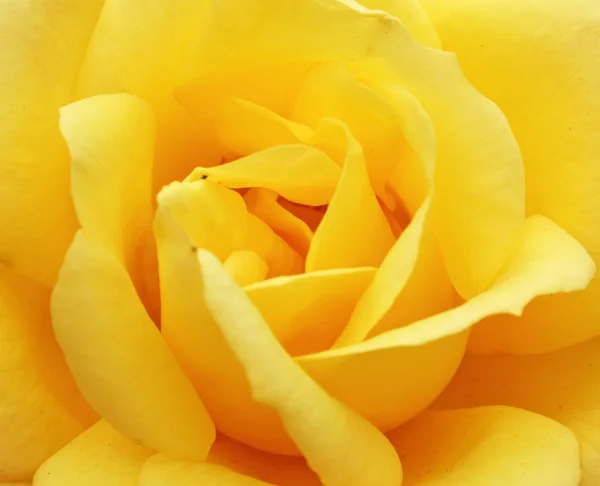 Stock image Yellow rose