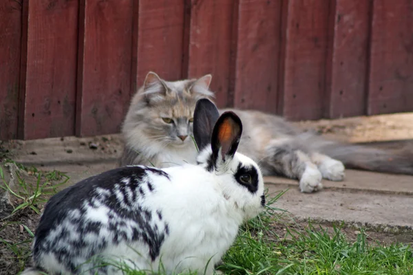 Gato e coelho — Fotografia de Stock