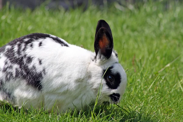 Красивый кролик — стоковое фото