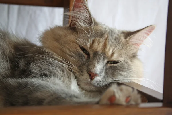 멋진 얼룩 고양이 고양이 — 스톡 사진