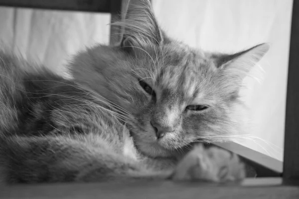 Impressionante gato tabby — Fotografia de Stock