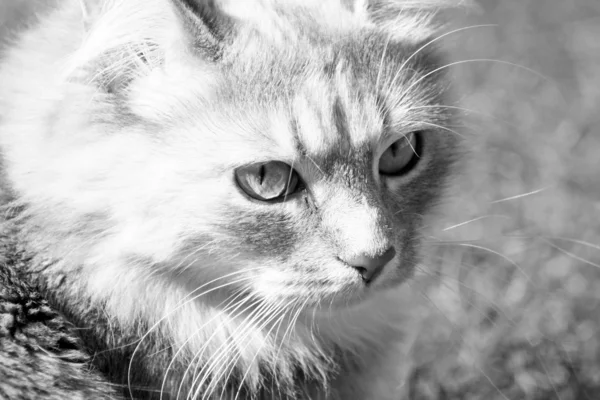 Ошеломляющая кошка — стоковое фото