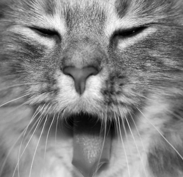 Lenyűgöző cirmos cica — Stock Fotó