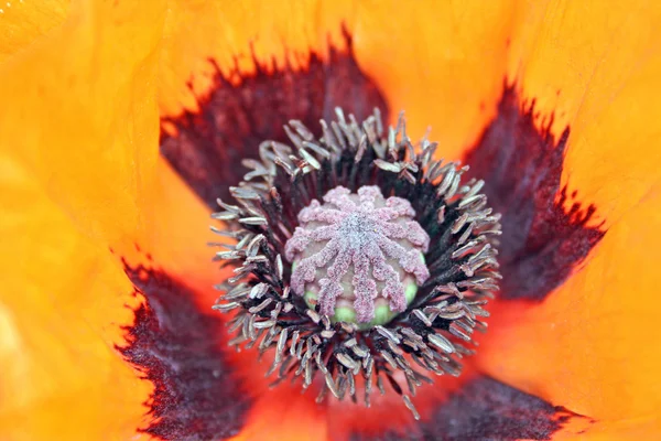 stock image Giant poppy