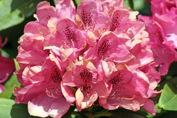 Rózsaszín rhododendron — Stock Fotó