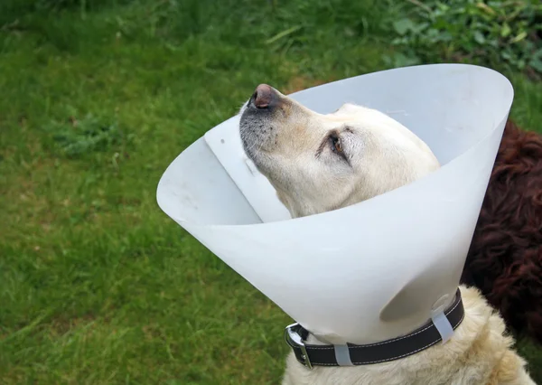 保護円錐身に着けている庭で病気のラブラドール犬 — ストック写真