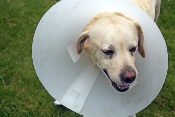 Nemocný pes labrador v zahradě, na sobě ochranný kužel — Stock fotografie