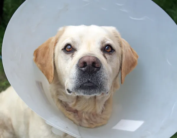 Ill labrador cão no jardim vestindo um cone protetor — Fotografia de Stock