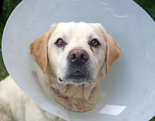 Ill cane labrador in giardino indossando un cono protettivo Immagini Stock Royalty Free