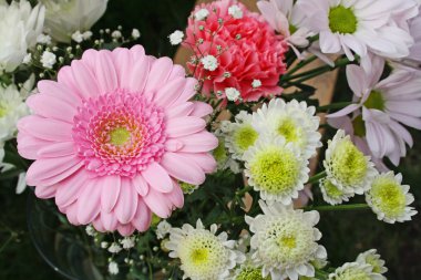 pembe gerbera çiçek