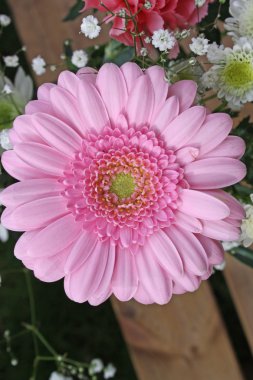 pembe gerbera çiçek