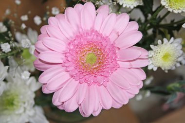 pembe gerbera çiçek