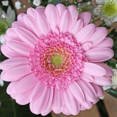 pembe gerbera çiçek