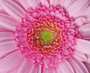 pembe gerbera çiçek