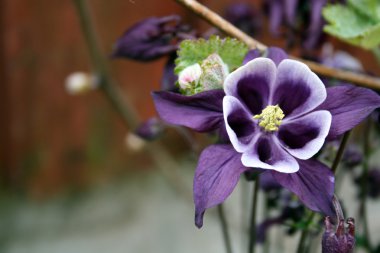 Aquilegia çiçeği