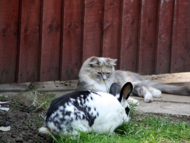 tavşan ve kedi