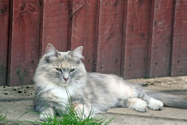 Dulce pisica tabby — Fotografie, imagine de stoc
