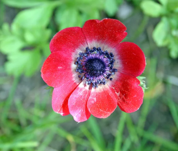 Zawilec kwiaty — Zdjęcie stockowe