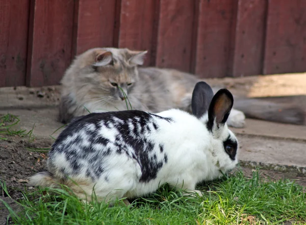 Conejo y gato — Foto de Stock