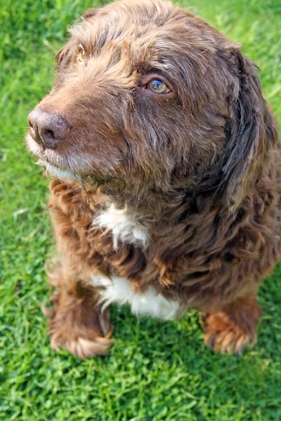 Scruffy perro marrón — Foto de Stock