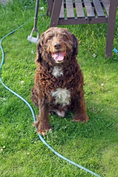 Niechlujny brązowy pies — Zdjęcie stockowe