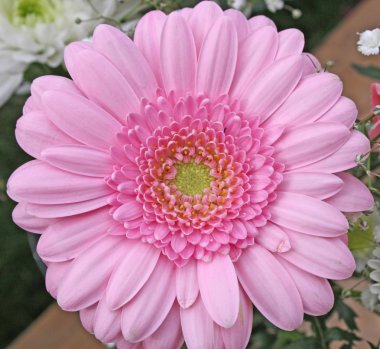 pembe gerbera çiçek