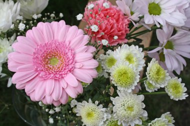 pembe gerbera çiçek