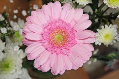 pembe gerbera çiçek