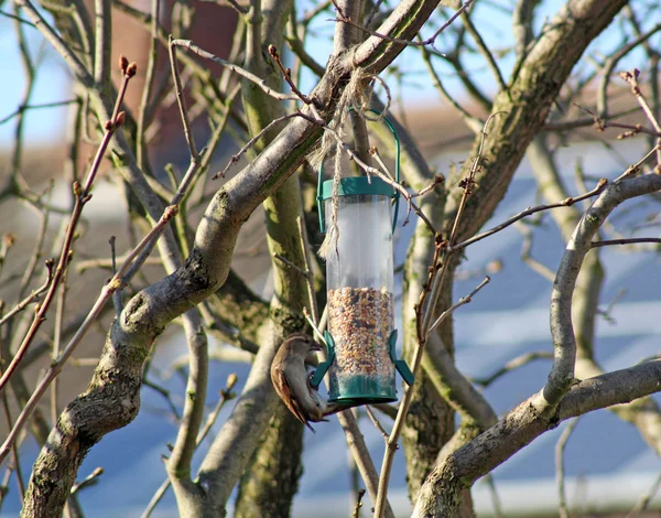 Θηλυκό σπίτι sparrow πουλί που τρώει από τον τροφοδότη πουλιών — Φωτογραφία Αρχείου