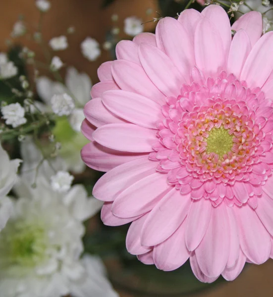 pembe gerbera çiçek